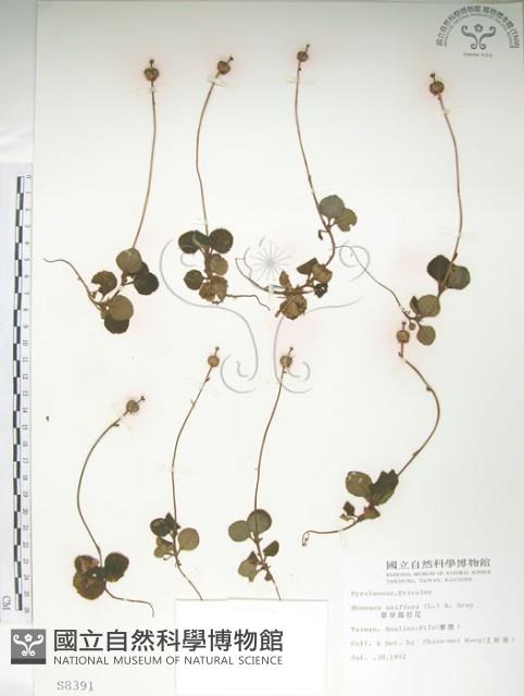 單花鹿蹄草藏品圖，第1張