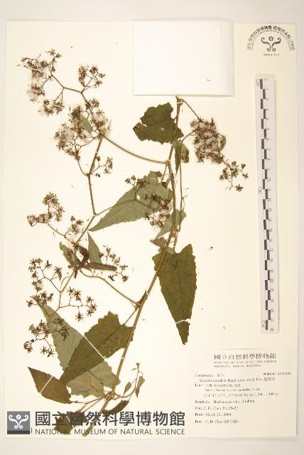 蔓黃菀藏品圖，第1張