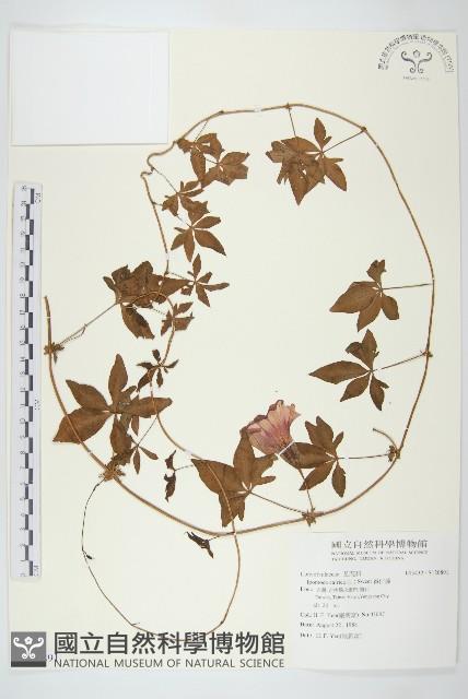 番仔藤藏品圖，第1張