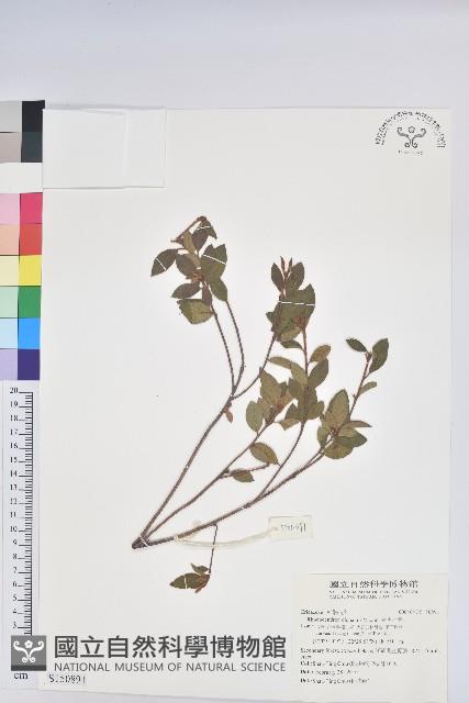 金毛杜鵑藏品圖，第1張