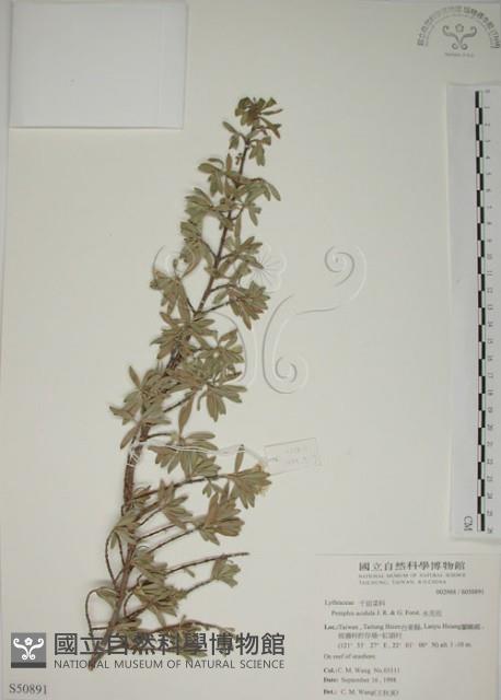 水芫花藏品圖，第1張