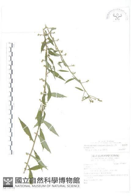 秋分草藏品圖，第1張