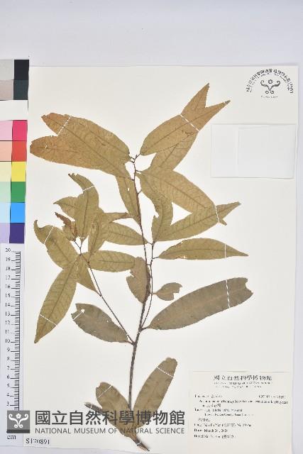 三斗石櫟藏品圖，第1張