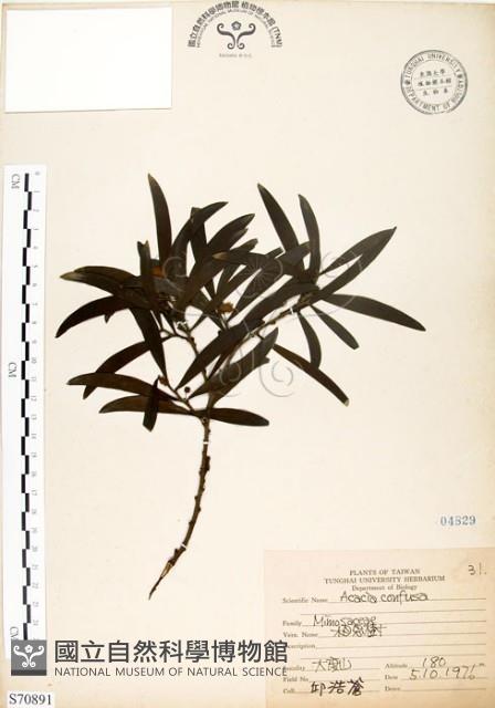 相思樹藏品圖，第1張