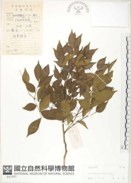 搭肉刺藏品圖，第1張