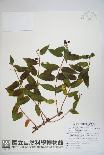 阿里山忍冬、漸尖葉忍冬藏品圖，第1張