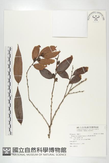 軟毛柿藏品圖，第1張