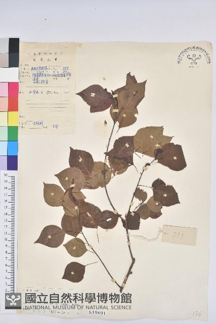 烏臼藏品圖，第1張