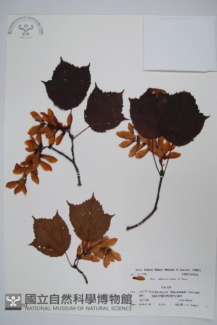 褐脈槭藏品圖，第1張