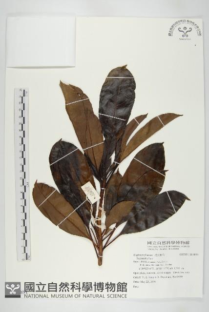 登錄號:S118891藏品圖，第1張