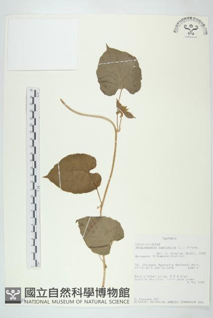 長梗毛娥房藤藏品圖，第1張