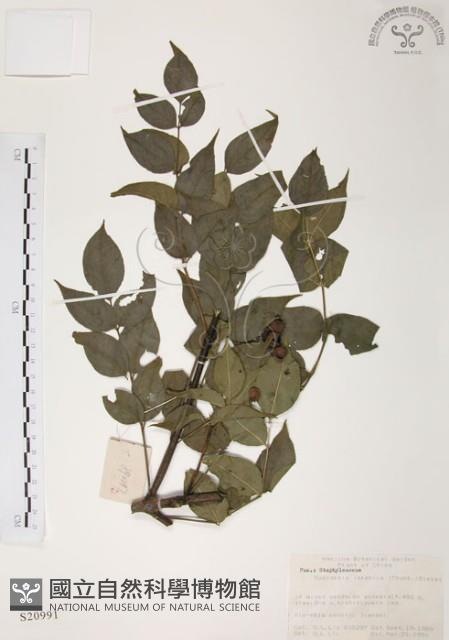 灰色木藍藏品圖，第1張