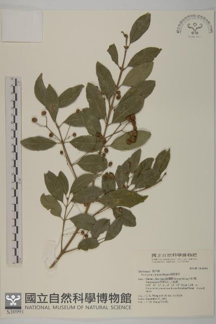 刺果衛矛藏品圖，第1張