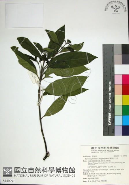 薄葉玉心花藏品圖，第1張