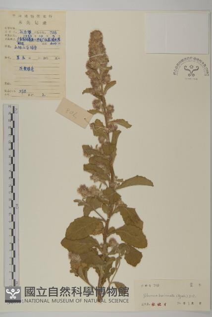 裂葉艾納香藏品圖，第1張