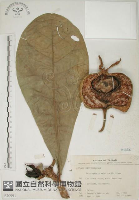 棋盤腳樹藏品圖，第1張