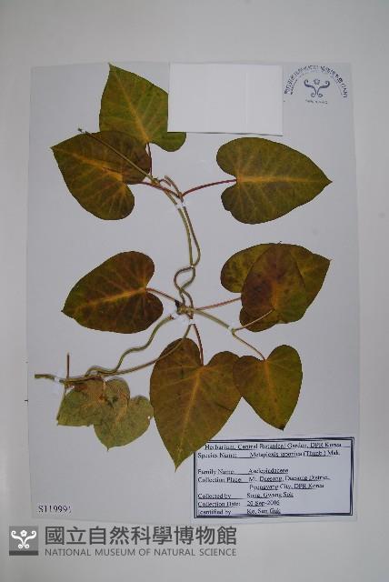 蘿藦藏品圖，第1張