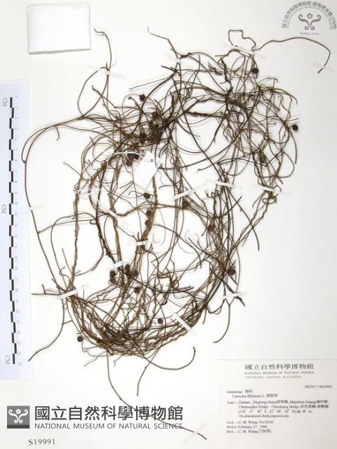 無根草藏品圖，第1張