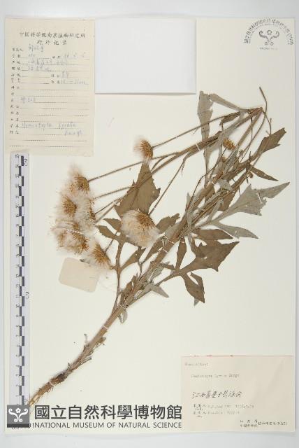 泥胡菜藏品圖，第1張