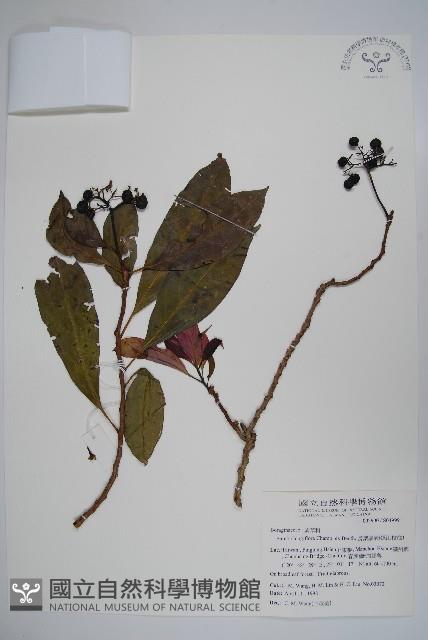 長花厚殼樹藏品圖，第1張