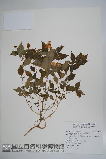 紫花鳳仙花藏品圖，第1張
