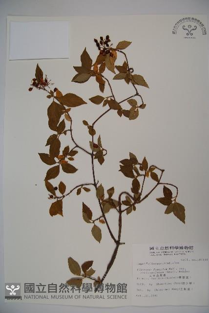 狹葉莢迷藏品圖，第1張