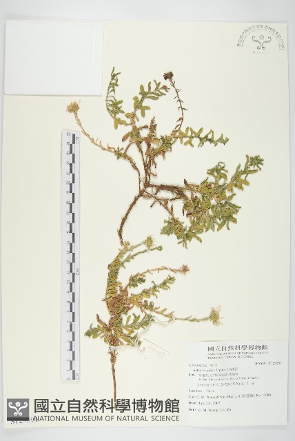 狗娃花藏品圖，第1張