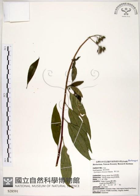 華八仙藏品圖，第1張