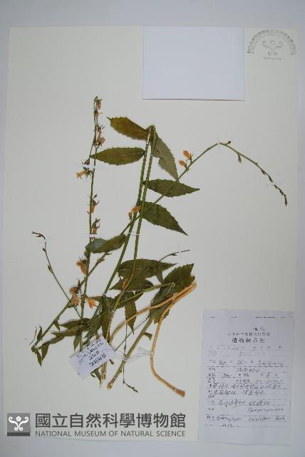 杏葉沙參藏品圖，第1張