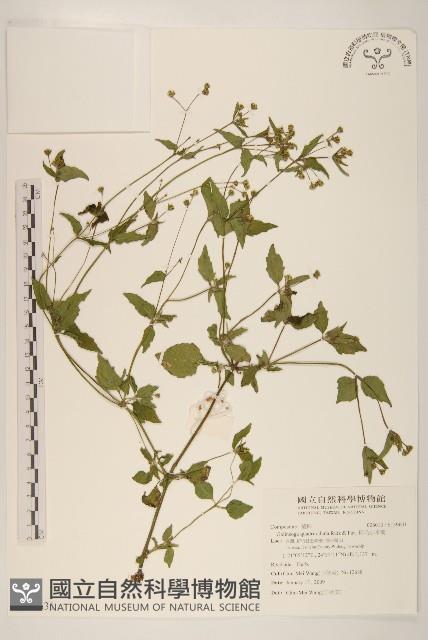 粗毛小米菊藏品圖，第1張