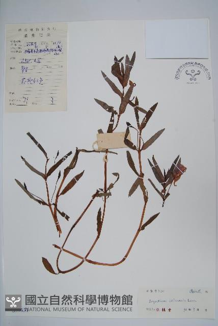 Accession Number:S039631 Collection Image, Figure 1, Total 2 Figures