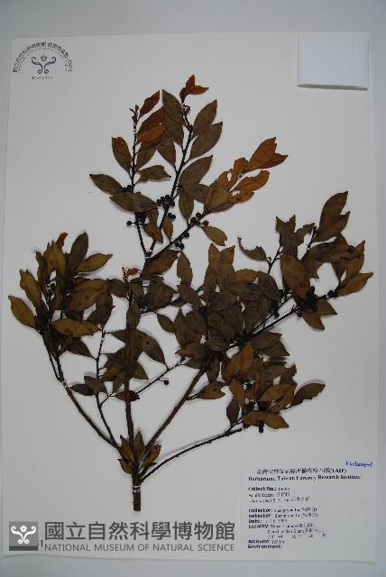 鈴木冬青藏品圖，第1張