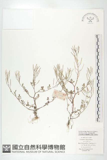 水田碎米薺藏品圖，第1張