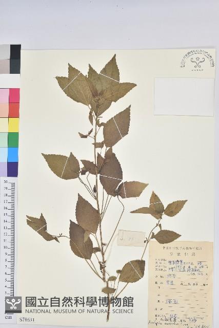 鐵莧菜藏品圖，第1張