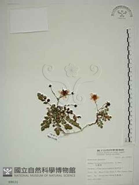 臺灣莓藏品圖，第1張