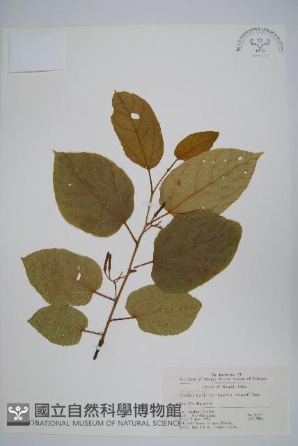 雲山金角楓藏品圖，第1張