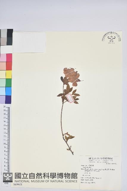 登錄號:S069031藏品圖，第1張