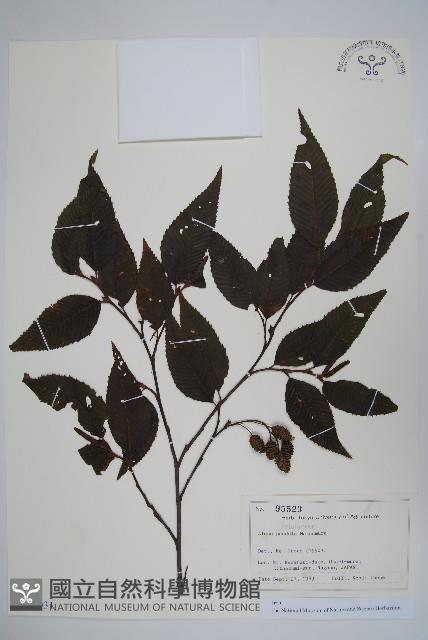 登錄號:S128031藏品圖，第1張