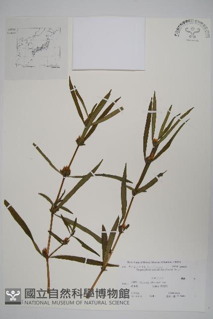 柳葉水蓑衣藏品圖，第1張