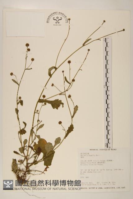 Accession Number:S018031 Collection Image, Figure 1, Total 2 Figures