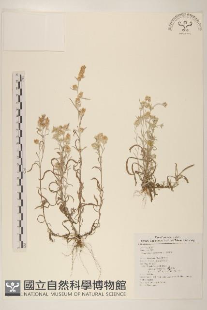 鼠麴舅藏品圖，第1張