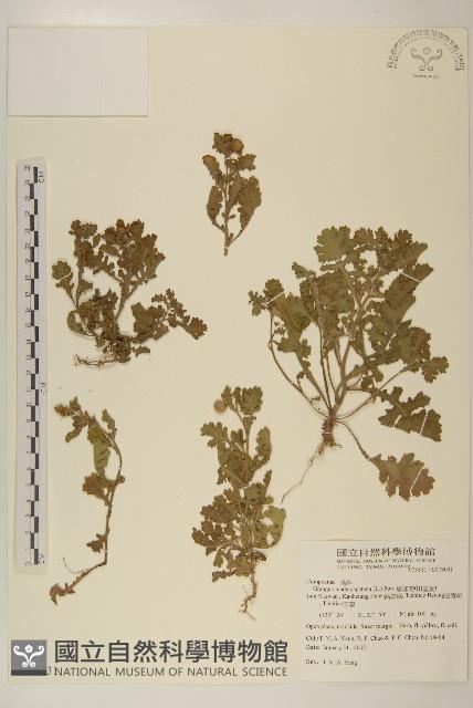 線球菊、田基黃藏品圖，第1張