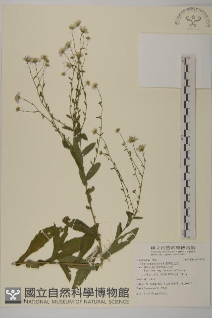 臺灣狗娃花藏品圖，第1張