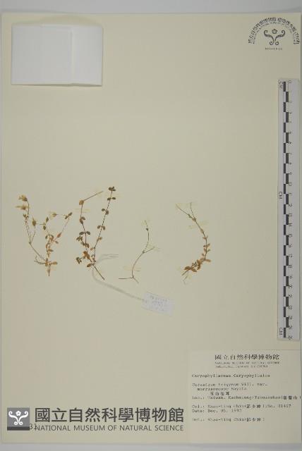 Accession Number:S009731 Collection Image, Figure 1, Total 2 Figures