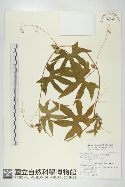 雙輪瓜藏品圖，第1張