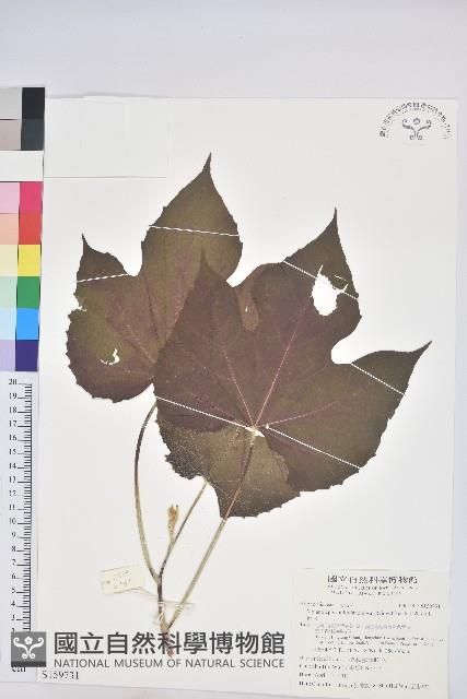 蟲屎藏品圖，第1張