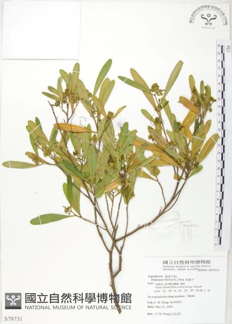 車桑子藏品圖，第1張