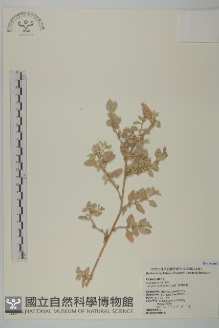 臺灣濱藜藏品圖，第1張