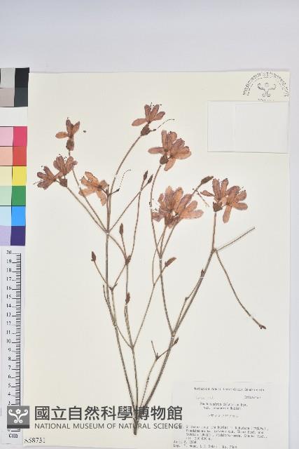 登錄號:S058731藏品圖，第1張