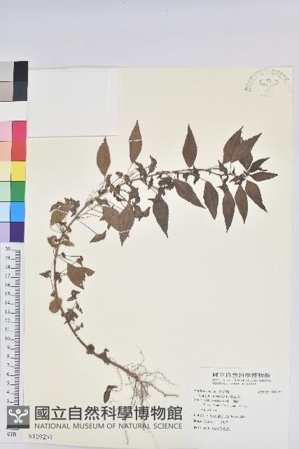 鐵莧菜藏品圖，第1張